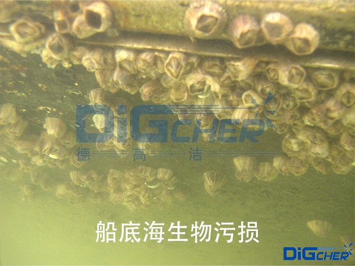 船（chuán）底海生物汙損