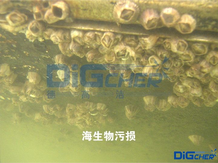 海生物汙（wū）損